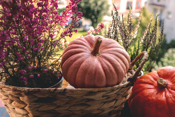 Wicker basket with beautiful heather flowers and pumpkins outdoors on sunny day, closeup