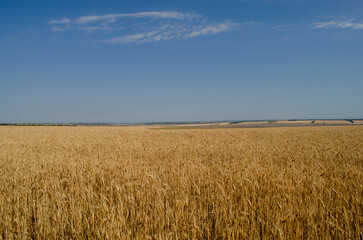 Landscape field of wheat against the blue sky. Colors of the flag of Ukraine.
