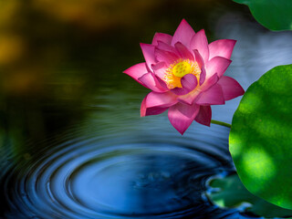 beautiful white lotus in the lake and lotus pure white lotus Pink lotus banners, oriental floral...