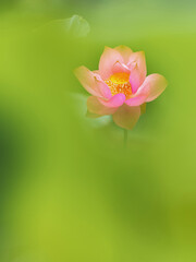 beautiful white lotus in the lake and lotus pure white lotus Pink lotus banners, oriental floral background with pink lotus flowers