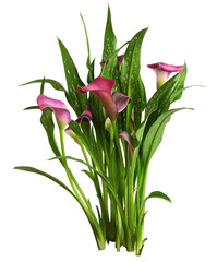 Small bush with pink flowers and green leaves of Zantedeschia (calla) isolated on white or...