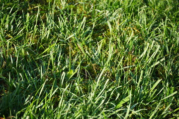Wet Grass
