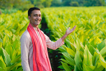 Happy Indian farmer at green turmeric agriculture field.