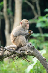 Formosan macaque, Formosan rock monkey also named Taiwanese macaque in the wild.