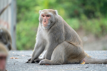 Formosan macaque, Formosan rock monkey also named Taiwanese macaque in the wild.