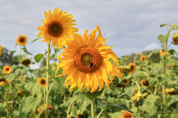 Sunflower field with a honey bee with a blue sky on background. Selective focus