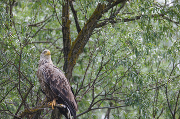 Biggest wetland in the world, best-preserved deltas in Europe is located in the Danube Delta and is a UNESCO natural heritage site. Destination for people who enjoy wildlife and birdwatchers