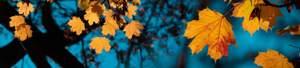 Naklejka na ściany i meble Yellow autumn leaves and black trunks against a blue sky.