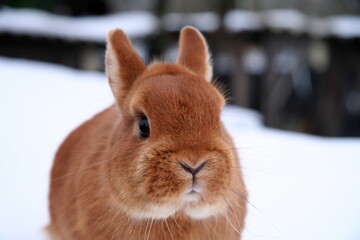 Different domestic rabbits on the farm, in winter time, on the snow