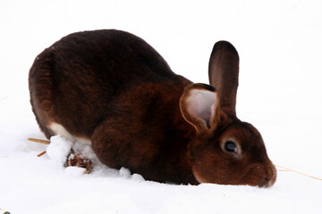 Different domestic rabbits on the farm, in winter time, on the snow