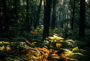 Obraz premium Forêt de Fontainebleau, Région Ile De France, Seine Et Marne, 77, France