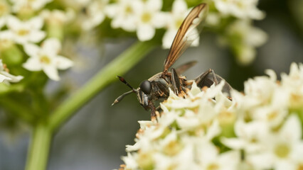 It looks like a wasp but it's a hover on white flowers.