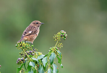 Beautiful and colorful female stonechat (Saxicola rubicola) standing on a flower with leaves. Bird hunting worms. Stunning exotic bird background with vibrant orange and green colors. Spain, Europe.