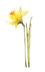 yellow spring daffodil flower, watercolor illustration.