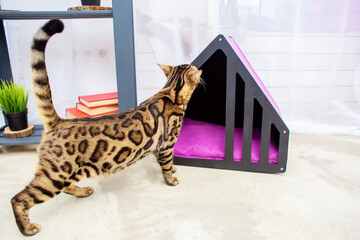 A beautiful graceful cat of the Bengal breed sniffs the house. A house for cats and dogs. Domestic leopard