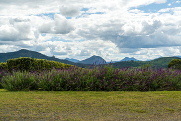 Obraz premium Landscape with mountains and cloudy sky. Blooming lavender in the foreground. Mt Alford, Scenic Rim, Queensland, Australia 