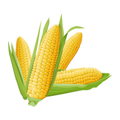 Bright illustration of a group of four different ears of corn with green leaves. Design element and food and agriculture theme.