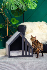 A beautiful cat of the Bengal breed near the house for cats. Cozy cat house in the interior