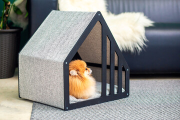 A spitz dog lies in a cute house in an apartment. Glamorous fashionable and modern Dog House