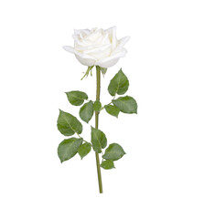 Obraz premium White rose with drops isolated on transparent background. (.PNG)