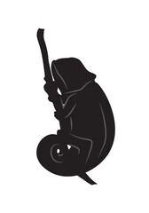 Lizard chameleon silhouette isolated on white. Chamaeleo calyptratus.