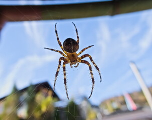 Still und voller Erwartung auf die Beute lauert eine Spinne in ihrem Netz