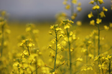 A yellow rapeseed field against the background of a purple sky. Brassica napus, canola, oilseed rape, rapeseed, rape, Siberian kale. A blooming field of rapeseed in sunlight under a dramatic sky.