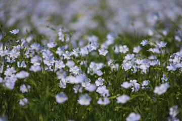 Linum usitatissimum, Flax, Linen flax, Linseed. Blue linen field. Blue flax flowers in the field.