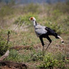 a secretarybird on the move