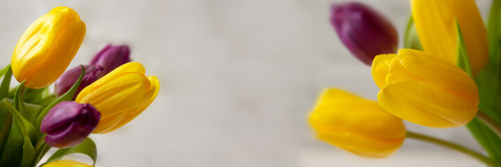 Yellow purple tulip blossom, elegant spring flower from Holland tulip header banner panoramic...