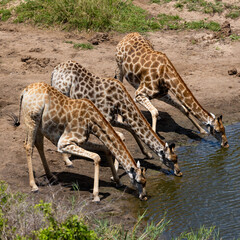 Naklejka na ściany i meble giraffes drink water together