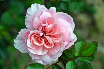Fototapeta premium close up of a beautiful pink Rose