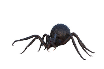 3D illustration of a giant monster spider ready to pounce isolated on transparent background. - obrazy, fototapety, plakaty