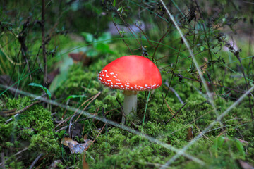 Red fly agaric with a green slightly unfocused mos on the background. Selective focus