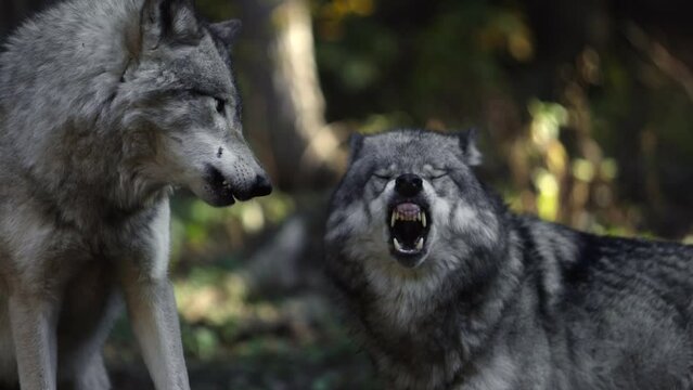 timber wolves snapping aggressively at each other showing fangs slomo epic
