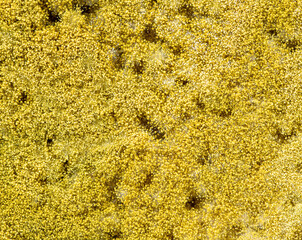 Mold texture background on old bread, macro