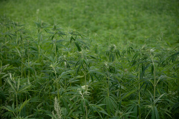 Green background of leaves. Outdoor grow hemp. Cannabis at the beginning of flowering. Young...