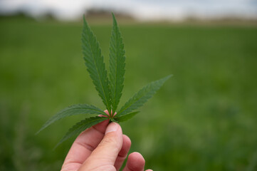 Green background of leaves. Hand holding one hemp leave. Cannabis at the beginning of flowering....