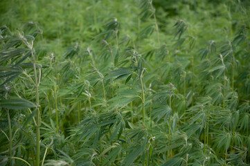 Green background of leaves. Outdoor grow hemp. Cannabis at the beginning of flowering. Young...