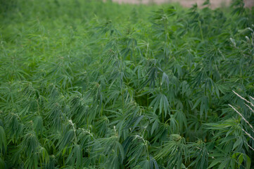 Green background of leaves. Outdoor grow hemp. Cannabis at the beginning of flowering. Young cannabis plant. Northern light strain.