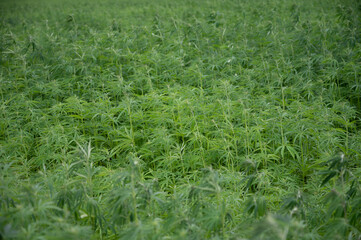 Green background of leaves. Outdoor grow hemp. Cannabis at the beginning of flowering. Young cannabis plant. Northern light strain.