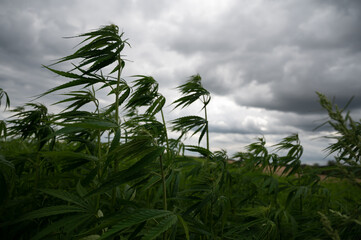Green background of leaves. Outdoor grow hemp. Cannabis at the beginning of flowering. Young...