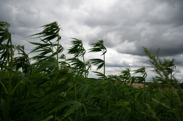 Green background of leaves. Outdoor grow hemp. Cannabis at the beginning of flowering. Young...