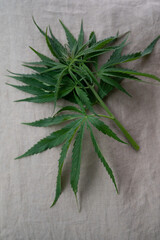 Obraz premium Outdoor grow hemp plant. Cannabis at the beginning of flowering. Young cannabis plant. Northern light strain.