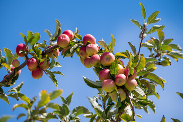 Fruit orchard with apple trees with small red fruits