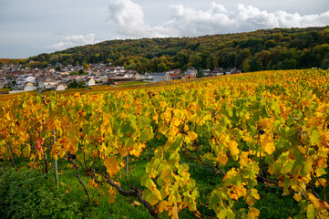 Fototapeta na wymiar Autumn view on colorful grand cru Champagne vineyards near Moulin de Verzenay, pinot noir grape plants after harvest in Montagne de Reims near Verzenay, Champagne, wine making in France