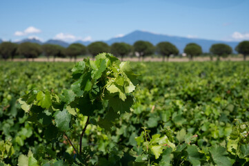 Green grapevines growing on rounded pebbles on vineyards near famous winemaking ancient village Châteauneuf-du-Pape, Provence, France