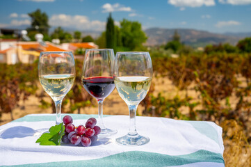 Tasting of red and white wine on vineyards of Cyprus. Wine production on Cyprus, tourists wine route.