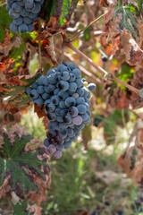 Wine production on Cyprus, ripe blue black wine grapes ready for harvest