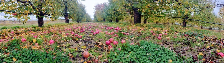 Apple orchard in late autumn with leaves changing color and red apples fallen on ground